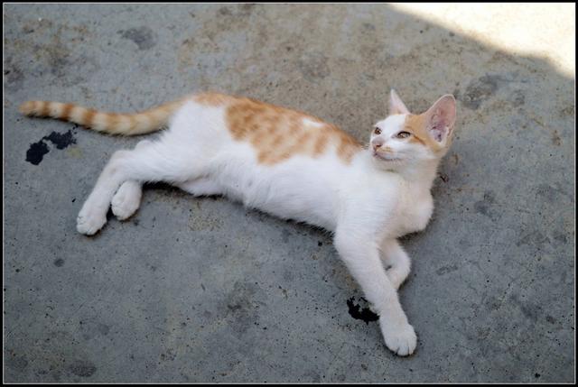猫寄生虫多的时候猫咪症状，说明体内爬满了“虫子”