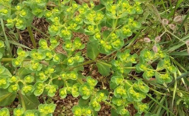 最常见二十种野花野草，都是童年的回忆