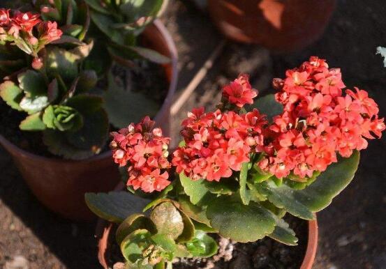 长寿花放卧室里养好吗，长寿花可以放入卧室养吗