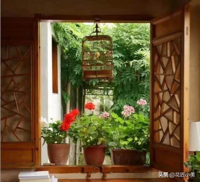 总说天竺葵有毒，天竺葵室内养有毒没