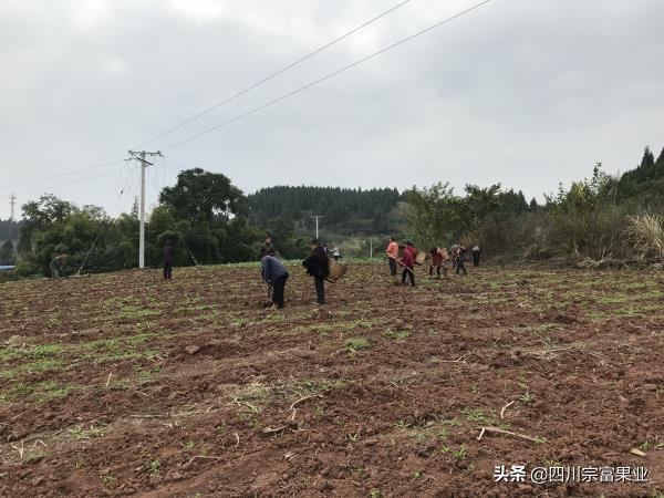 桃树全年施肥表，桃子树什么时候施肥