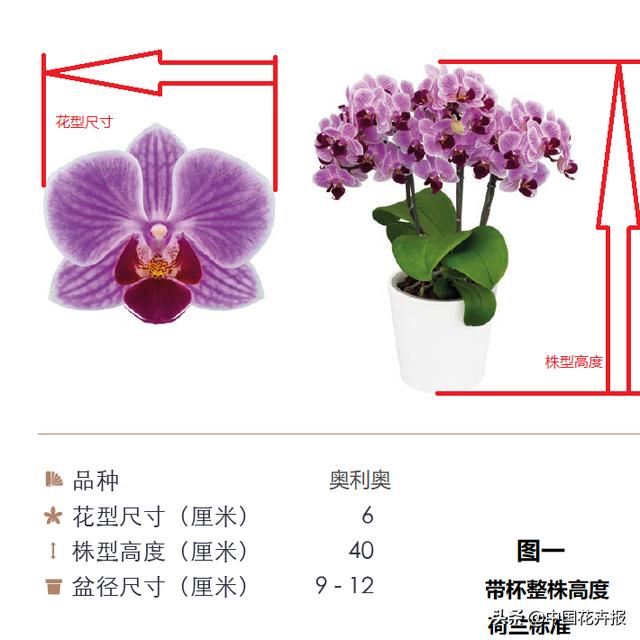 蝴蝶兰最新技术，欧洲顶级育种公司的蝴蝶兰