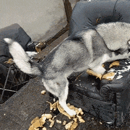 阿拉斯加犬小时候，狗一般有几个月就长成大狗了（毛茸茸的一团太可爱了吧）