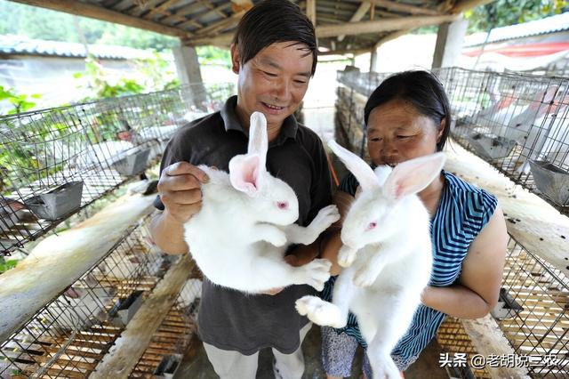 兔子住东户还是西户，买房入户门朝东好还是朝西好