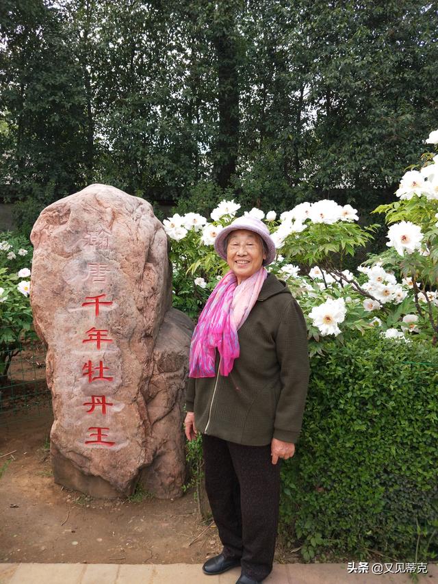 洛阳看牡丹花最值得去的公园，洛阳赏牡丹哪个公园更美