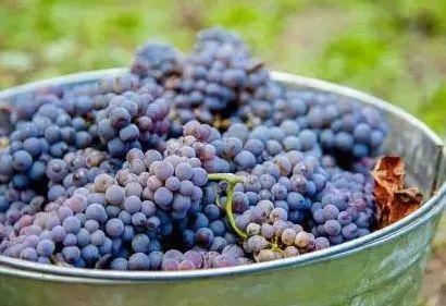 品丽珠口感特点，品丽珠CabernetFranc