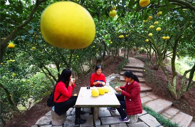 最好吃的柚子是葡萄柚吗，天微凉品柚香为何百年柚树结的梁平柚这般甜