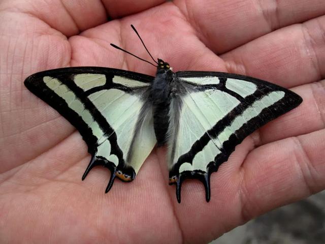 最常见的蝴蝶有哪几种，夏日赏蝶正当时