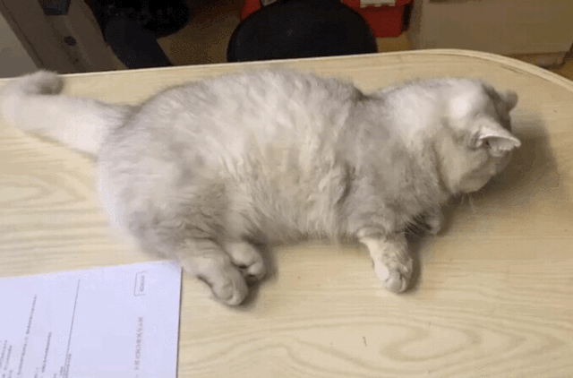 绿萝对猫有毒吗，猫咪吃了一口绿萝