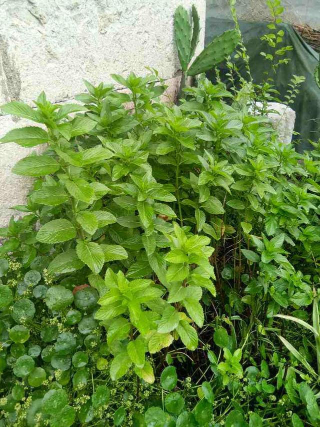室内适合养的香花，养在家里味道清新