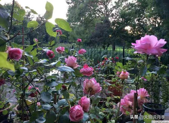 颜值高花期长的月季，七种优秀盆栽月季