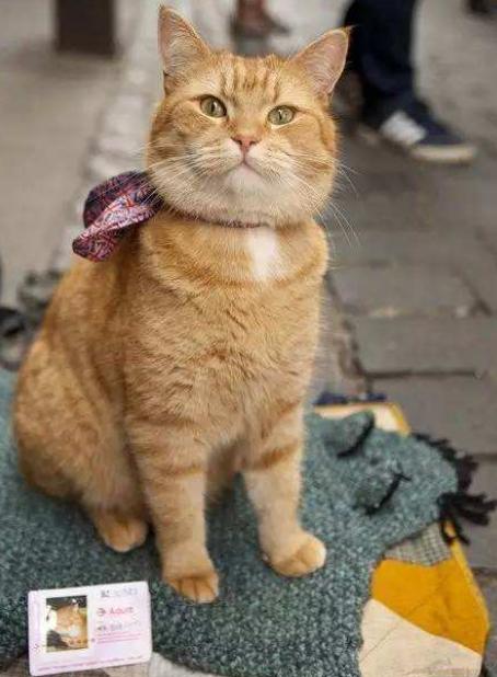 doge目瞪狗呆表情包，活在你表情包里的神烦狗Doge