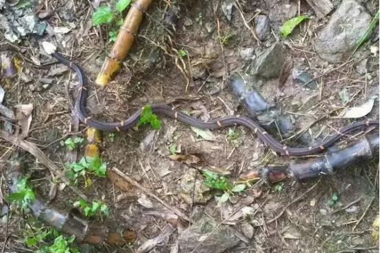 短尾蝮蛇危险吗，父母离家,13岁男孩养毒蛇为伴