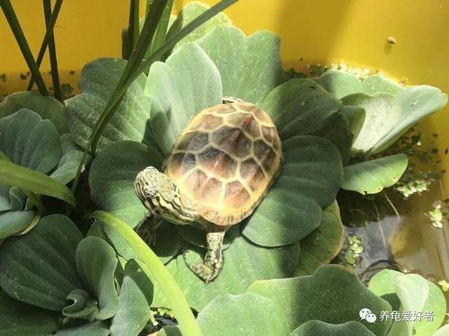 养乌龟用什么水，养龟要用什么水合适（之乌龟对水质的要求和处理办法）