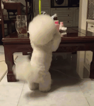 阿拉斯加犬小时候，狗一般有几个月就长成大狗了（毛茸茸的一团太可爱了吧）