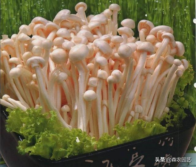 正确种植金针菇的方法，如何栽培金针菇教程