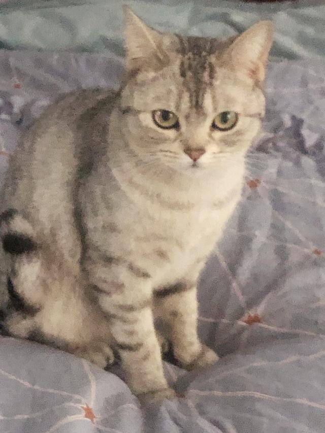 猫传腹的典型过程，关于猫传腹，你一定要提前知道