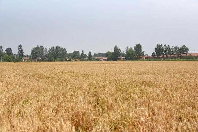 蝉一共有几种种类，青岛当地叫“截流”。主要有三种