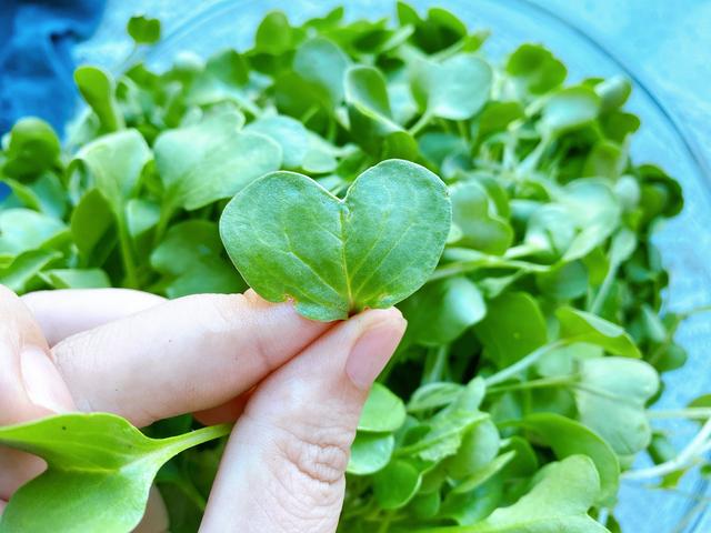 鸡毛菜汤各种做法，每顿饭要做一道汤