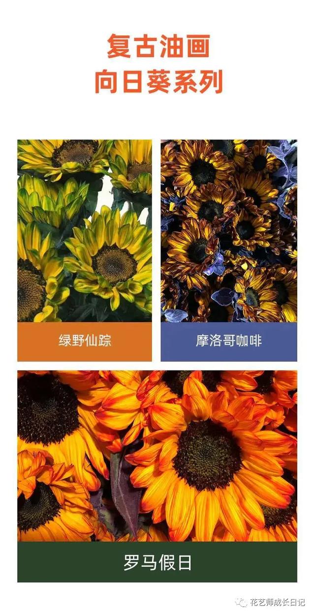 向日葵油画的技法，每日一花三款复古油画里走出的向日葵