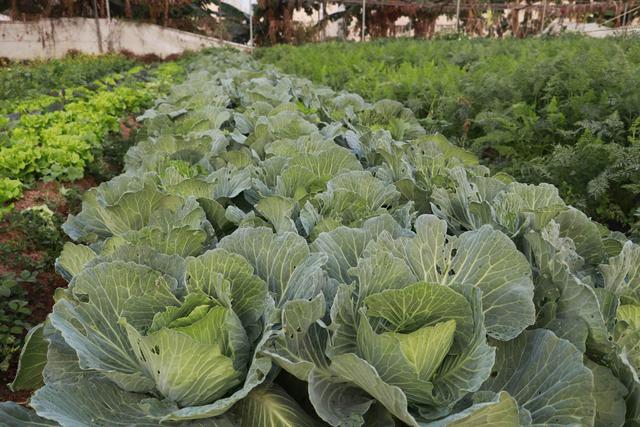 深圳市农家乐旅游景点有哪些，深圳人的后花园--深圳农家乐游玩好地方推荐