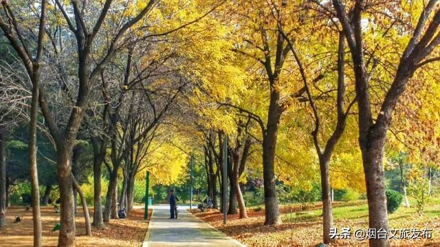 青岛深秋的一抹暖色，美秋的一抹风景独好