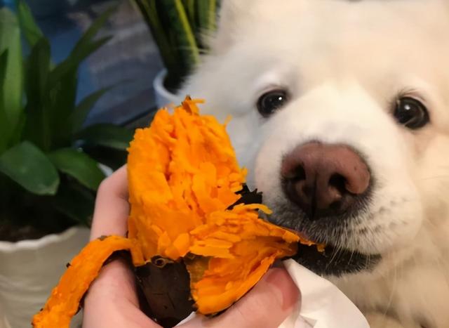 狗狗喜欢吃什么，狗狗爱吃什么食物对身体好（狗狗超爱吃的6种食物）