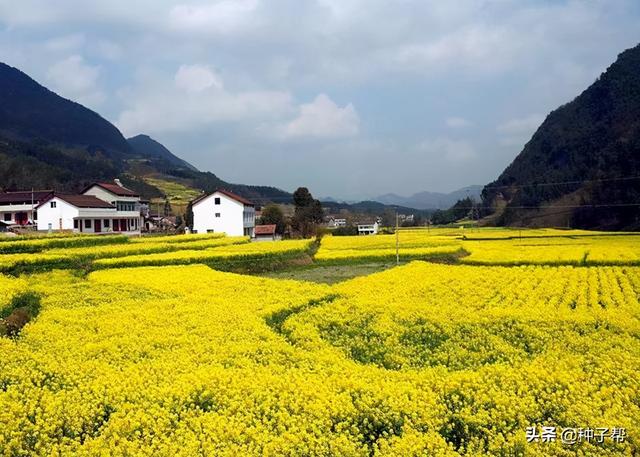 最佳油菜花观赏地，快来这里看油菜花海