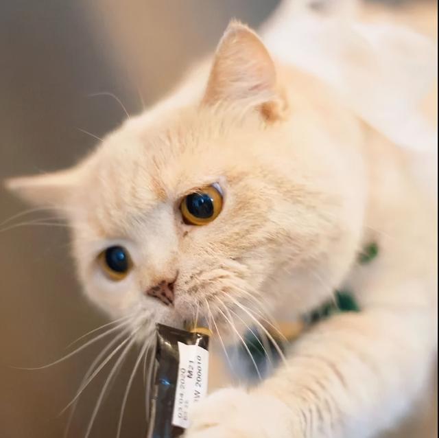 白色公猫起名字大全可爱，给宠物猫取名字大全俏皮温馨顺口好听-可爱点