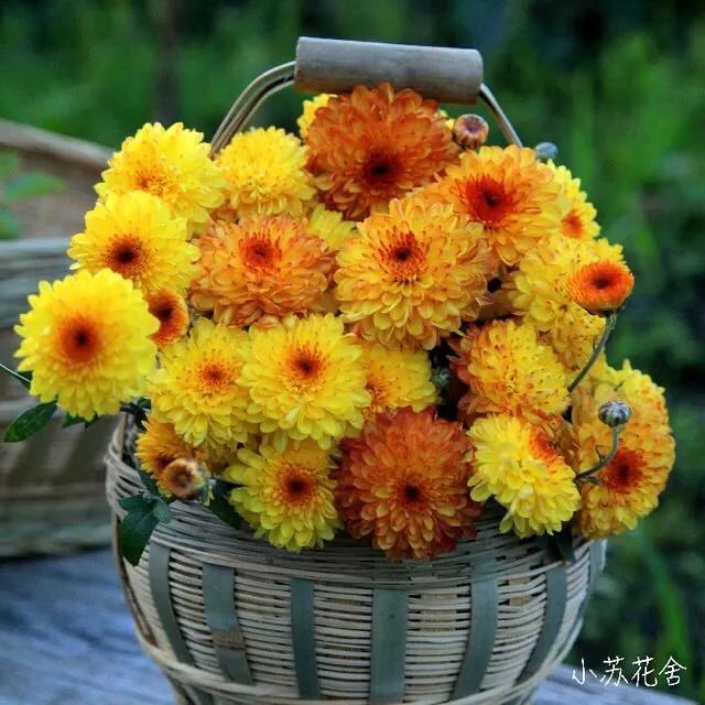 六月的菊花长啥样，一起去打卡西昌初夏美景