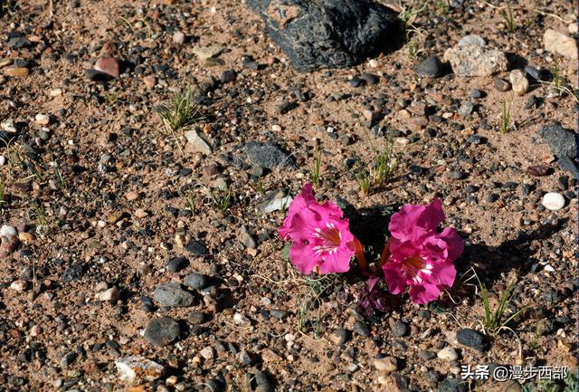 大山里迷人的野花，章丘赵八洞山上的美丽野花