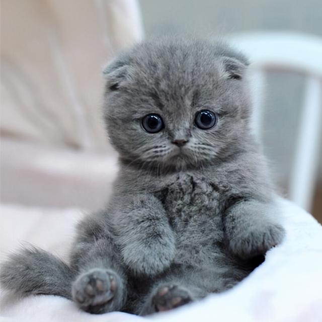 猫咪上火的症状，幼猫上火是什么症状（不用慌，教你降火小妙招）