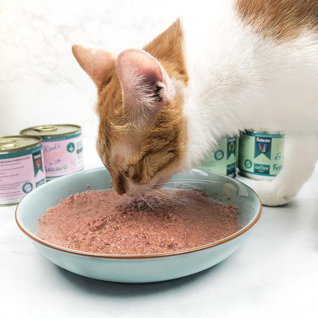 猫咪糖尿病罐头(猫咪糖尿病罐头可以吃吗)
