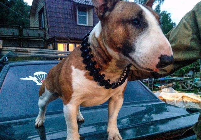 狗狗晕车了怎么快速缓解，狗狗其实也会晕车