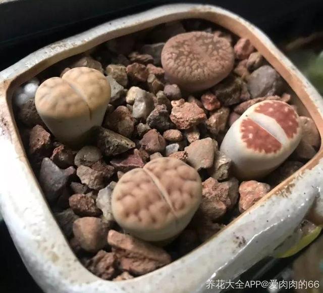 养着省心颜值高又爱长爆盆的多肉，这些多肉大普货