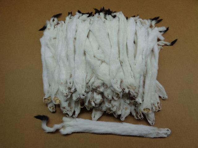 黄鼬真实长相复原图，因皮毛珍贵被人类捕杀