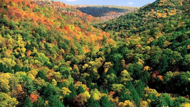 关于北美黑胡桃的优点，源氏木语用的“北美黑胡桃木”到底好在哪