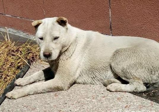 不掉毛的大型犬，十大不掉毛犬品种（今年最受欢迎的4种狗）