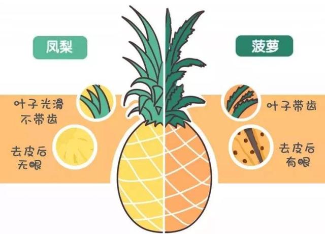 菠萝和凤梨有什么区别，别再傻傻分不清了（凤梨与菠萝有什么差别）