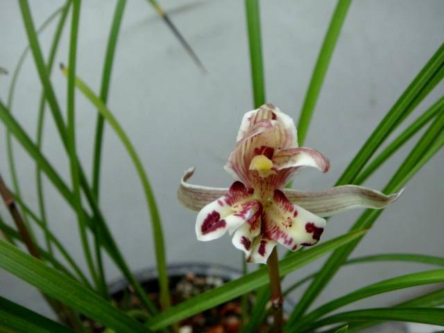 野生兰花五到七月开的是什么兰花，细说5款兰花珍品