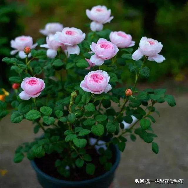 灌木月季经典品种排行榜，月季品种成千上万