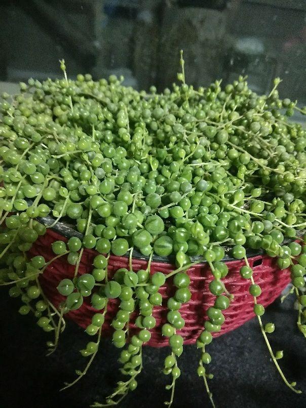  吊兰有几种品种，5种非常特别的吊兰品种