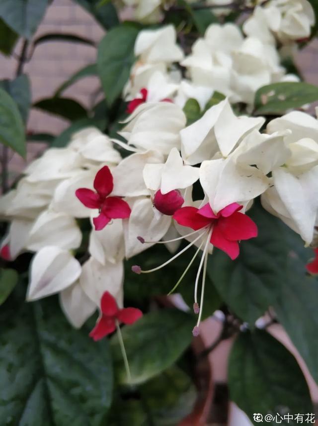 春夏秋冬四季什么花好看，这十种花几乎一年四季都开花