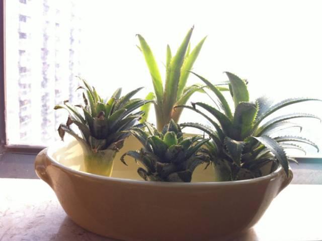 菠萝盆栽种植技术，夏季养护菠萝盆栽的4个简单步骤