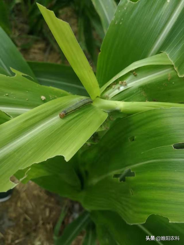 快速消灭害虫的方法，甲维盐几个黄金搭档