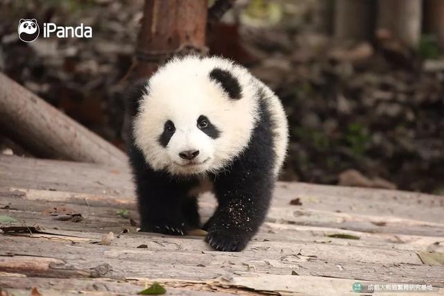 papitube，papitube怎么可以加入