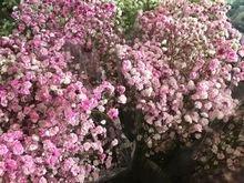 满天星是什么意思，满天星有什么意思（满天星适合送什么人）