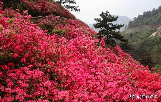 杜鹃花养护注意这几点，要牢记这5点