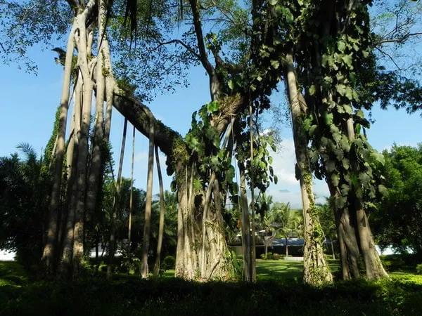 西双版纳旅游必去景点，西双版纳值得一去的景点（热带雨林与人文历史交相辉映）