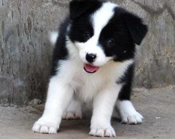 养边境牧羊犬的优点和缺点，饲养边境牧羊犬